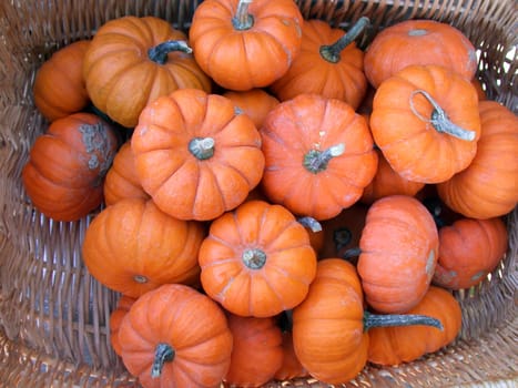 A bunch of mini pumpkins