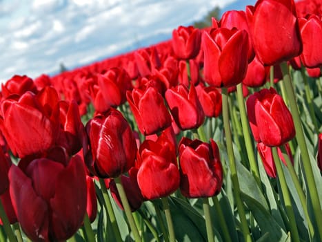 Red tulip field 