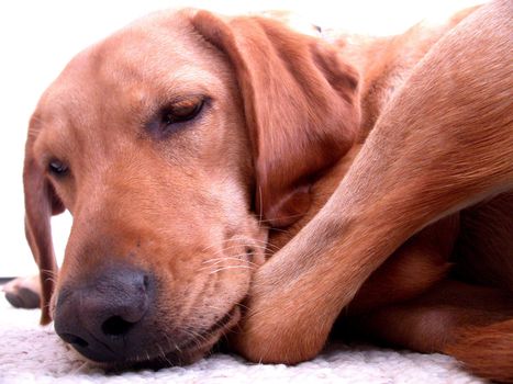 Sleeping labrador retriever