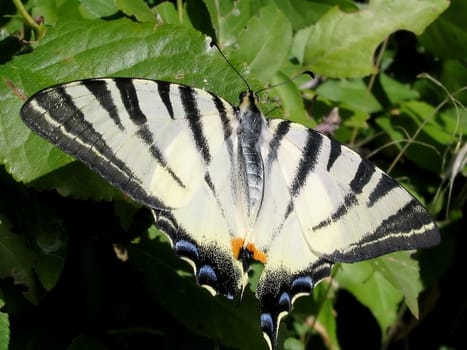 Butterfly Tiger Swallowtail