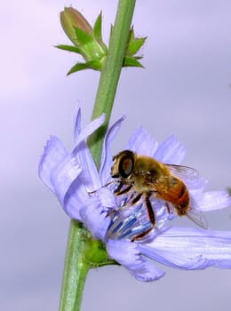 The hoverfly on a flower of chicory.