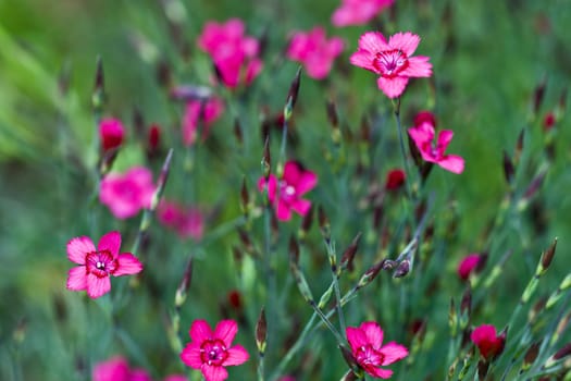 Clove pink in the garden