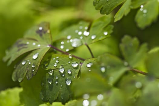 Leaves with water drops