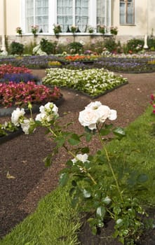 Roses in a small flower garden