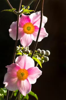 Morning sunshine shining through pink Anemone japonica or Japanese anemone flowers