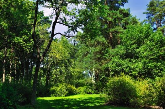 Fresh leaves on the branches of shrubs and trees