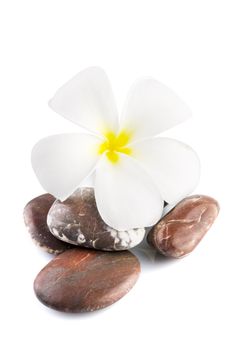 White frangipani and therapy stones on white