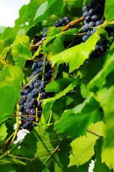 Grape in vineyard on the natural background