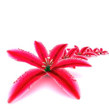 beautiful pink flower image on white background
