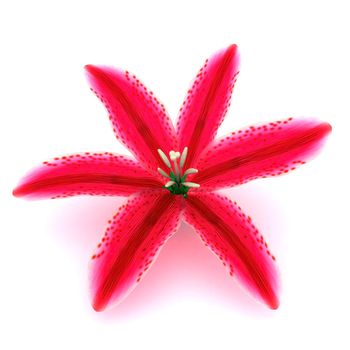 beautiful pink flower image on white background