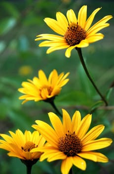 Beautiful yellow flowers in garden.