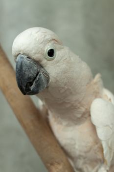 Photo of white beautiful parrot with orange tuft, wild life