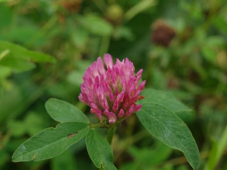 Trifolium pratense, the flower on the green