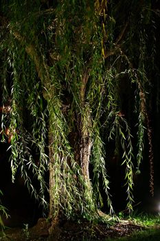 A weeping willow stands at night while illuminated from below.