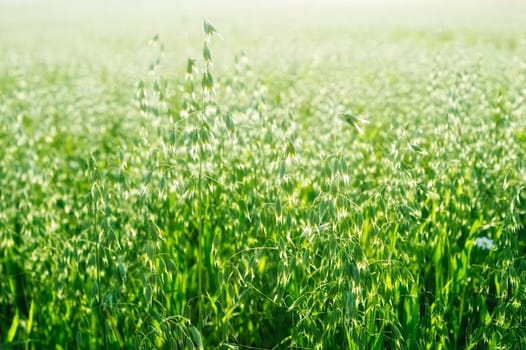 Green sprouts of oats in the morning light