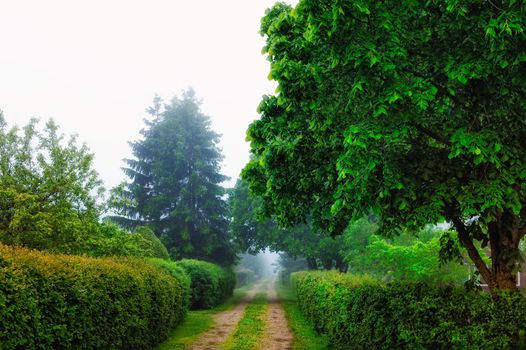 Fogged trees and bushes in alleys of park