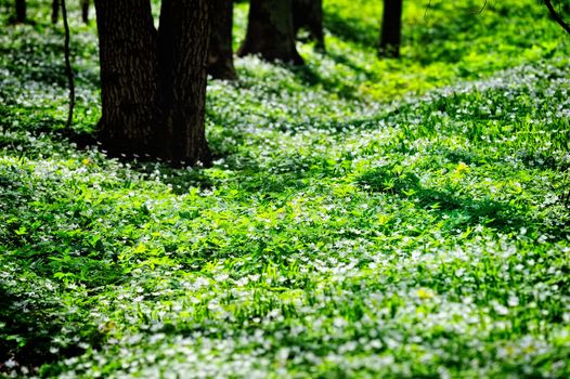 Dark trunks of trees among the flowering plants