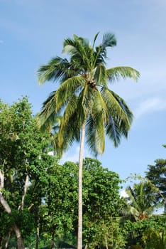 photo of a coconut palm tree against blue sky background