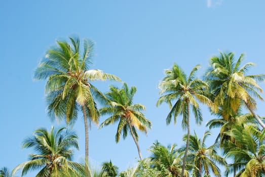 photo of coconut palm trees against blue sky background