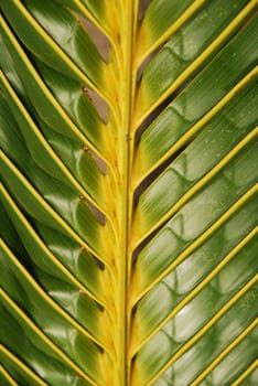 closeup photo of a coconut palm tree background