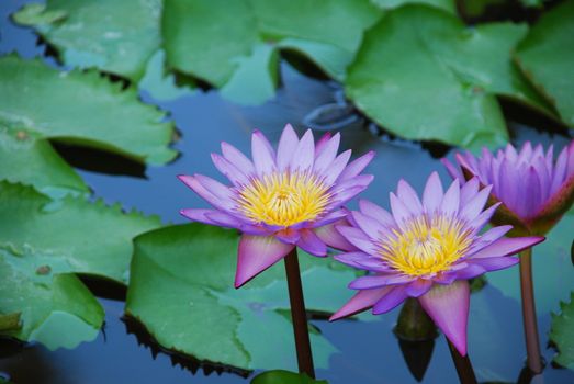 beautiful closeup photo of purple waterlilies in a small pond