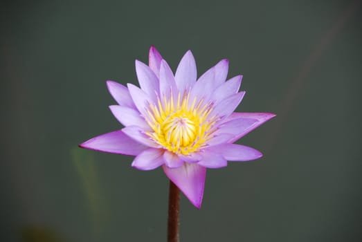 beautiful closeup photo of purple waterlily in a small pond