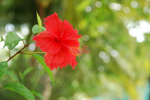 beautiful photo of a red hibiscus pistilles flower