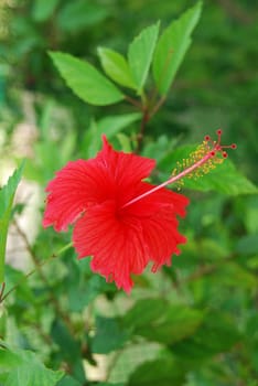 beautiful photo of a red hibiscus pistilles flower