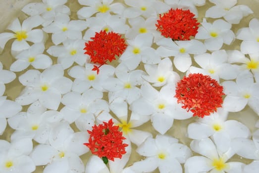 beautiful background made of white/yellow/red frangipanis flowers