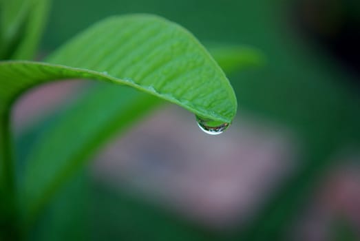 rain drop on  the edge of a leaf