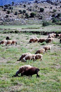 Sheeps, Lassithi plateau, Crete, Greece