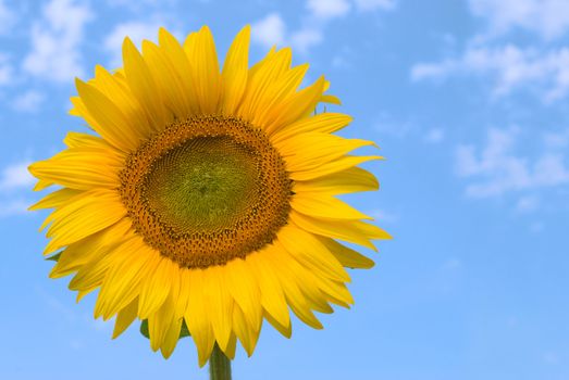 Sunflower against a blue sky