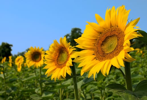 Sunflowers in a field of sunflowers and blue sky