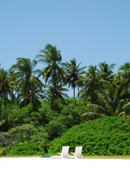 photo of coconut palm trees against blue sky background with white chairs
