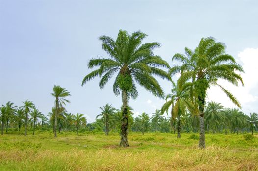 Palm oil plantation 