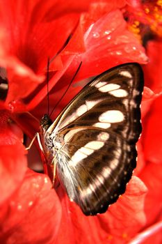 butterfly feeding 