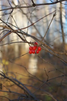 photo of the berries of the viburnum hinging on branch