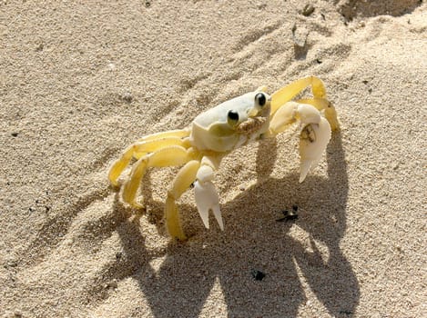 One Crab on the sea sand