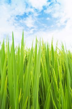 green rice field 
