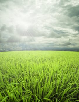 meadow, sky and sunlight 