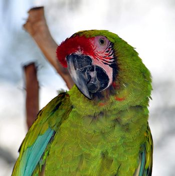 Very colorful parrot in a public park.