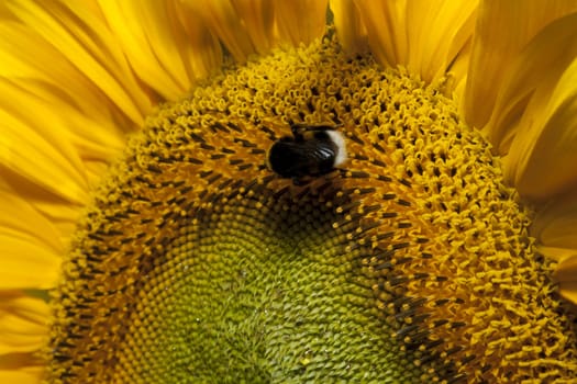 detail of sunflower in a sunny day during summer