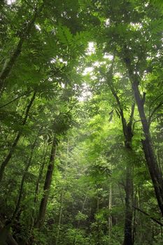 green forest 