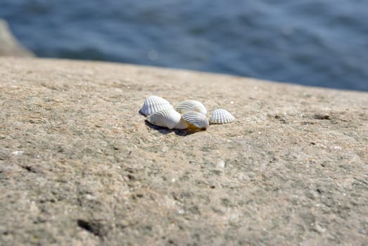 few shells on the rock