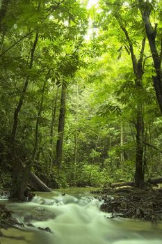 green forest and river 