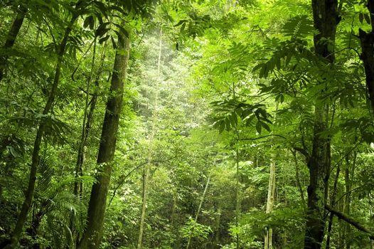 green forest 