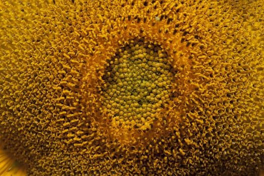 detail of sunflower in a sunny day during summer