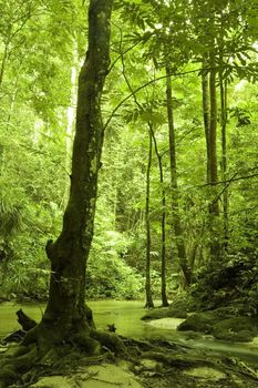 green forest and river 