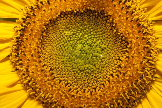 detail of sunflower in a sunny day during summer