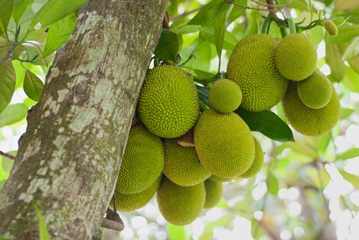 A tree branch full of jack fruits.